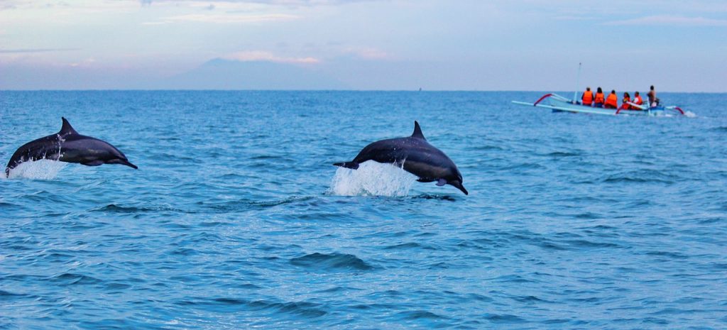 dolphins, ocean, water