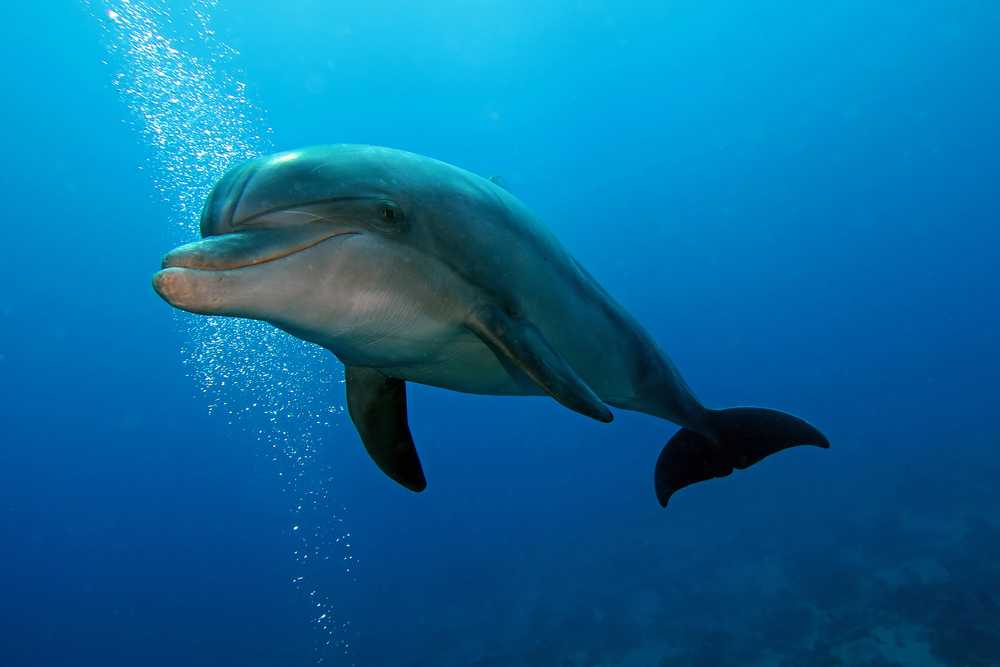 Ever wondered how long can a bottlenose dolphin hold its breath?