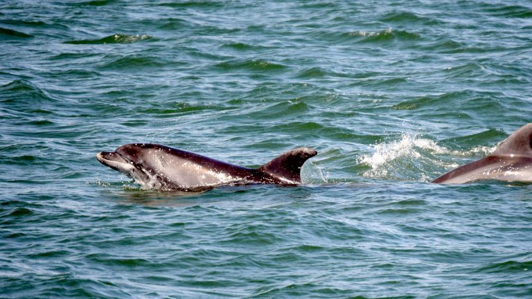 Best Things to Do in New Quay, Wales: A Guide to Dolphin Spotting and More