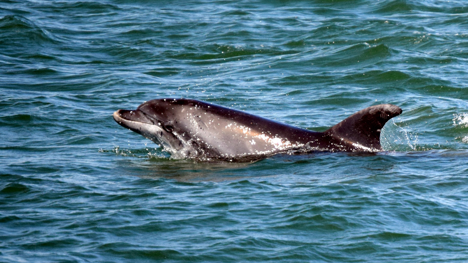 seamor dolphin