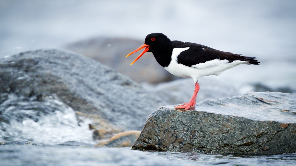 Oyster catcher calling from the shoreline