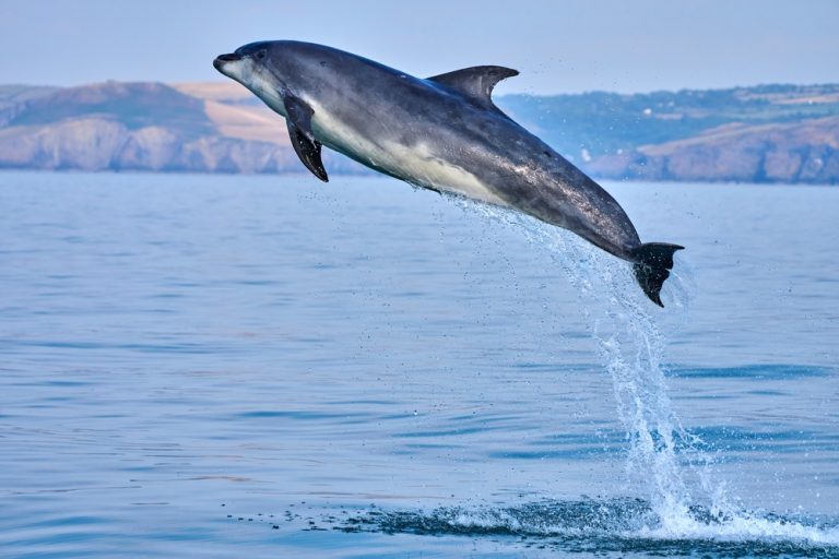 Where to See Dolphins in the UK: Top Locations Revealed