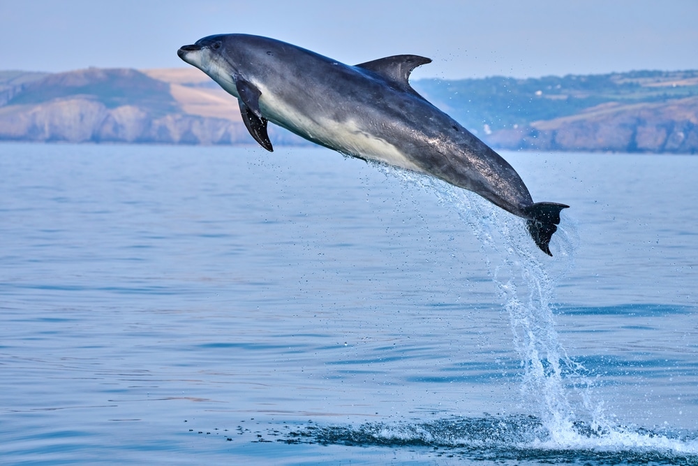 bottlenose dolphin jumping water in cardigan coast