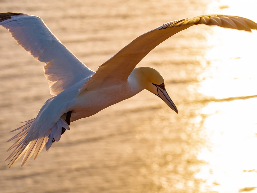 seamor gannet