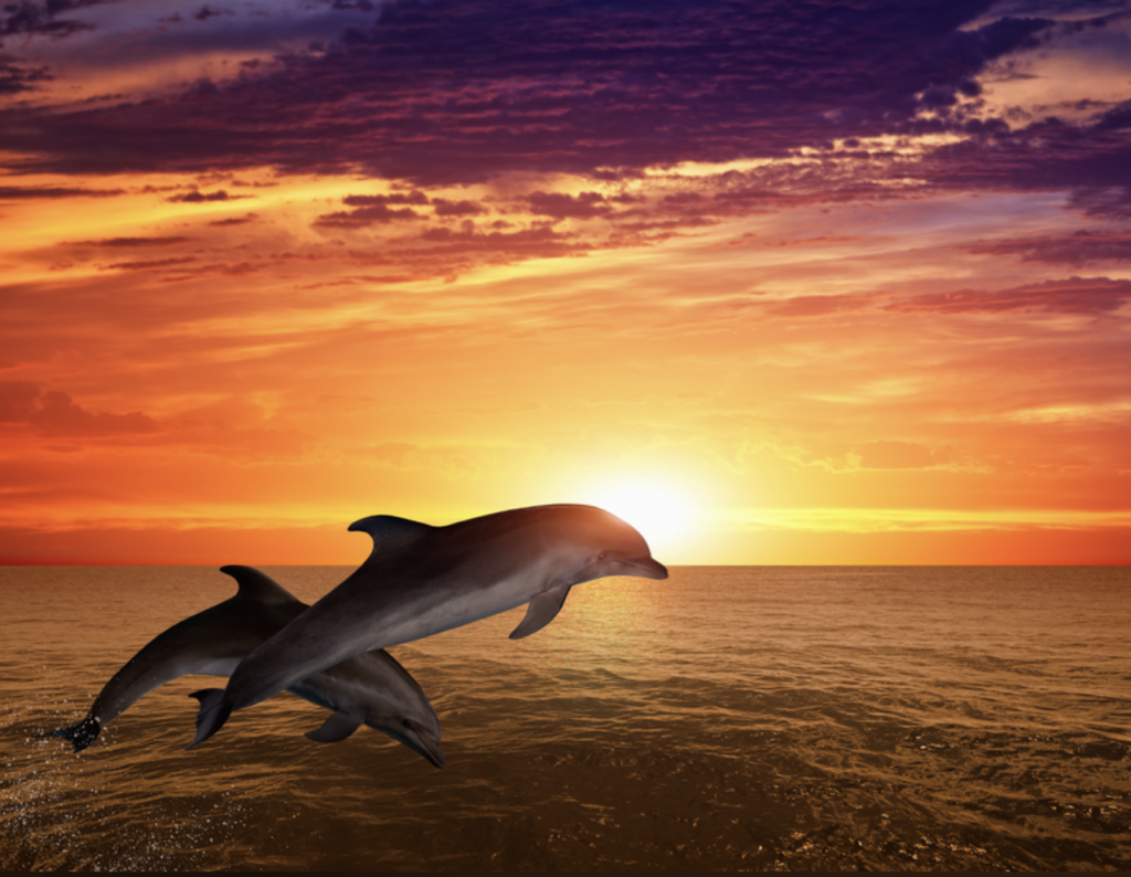 dolphins jumping sunset
